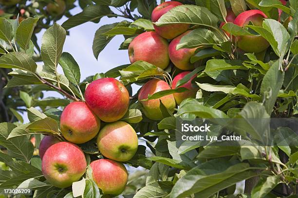 Apple Деревосад 49 Xl — стоковые фотографии и другие картинки Август - Август, Без людей, Бизнес