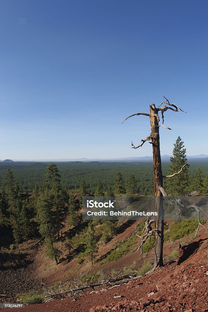 죽은 나무 - 로열티 프리 분석구 스톡 사진