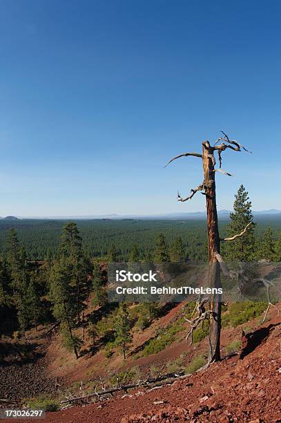 Foto de Árvore Morta e mais fotos de stock de Cone de cinzas - Cone de cinzas, Oregon - Estado dos EUA, Cratera vulcânica