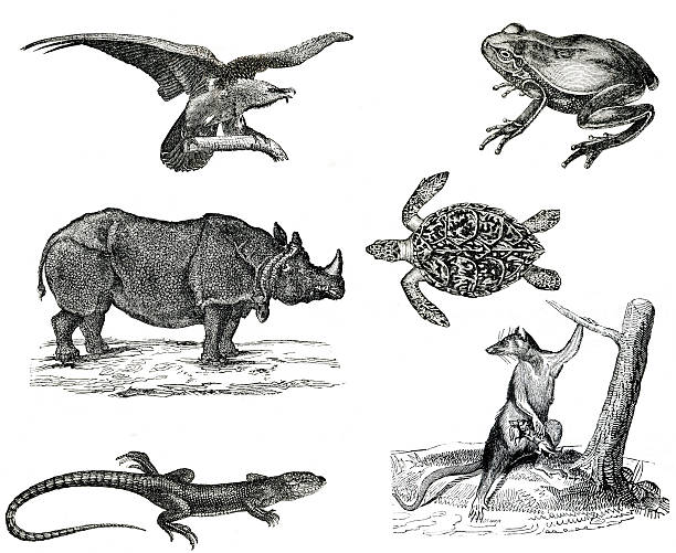 istock Vintage animals collection vol IV 173026384