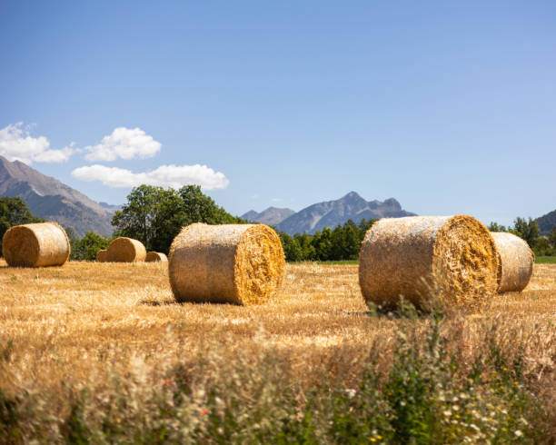 istock Hay bales in the Mountains 1730264438