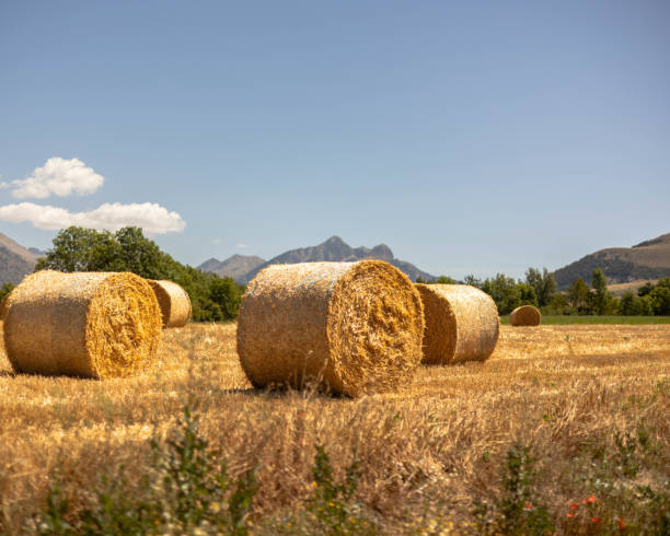 istock Hay bales in the Mountains 1730264443