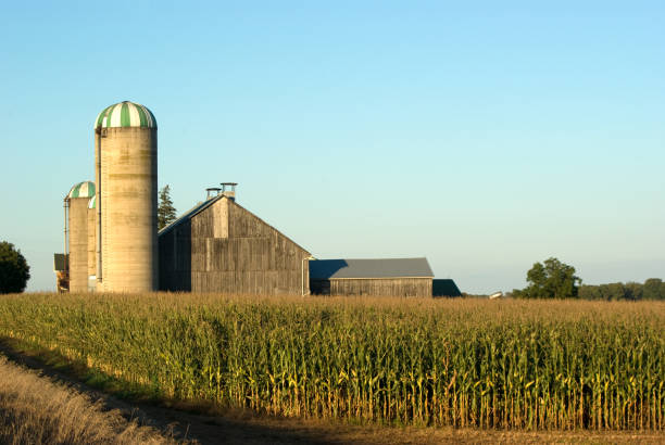 istock Wooden Barn by Corn Field 173026694