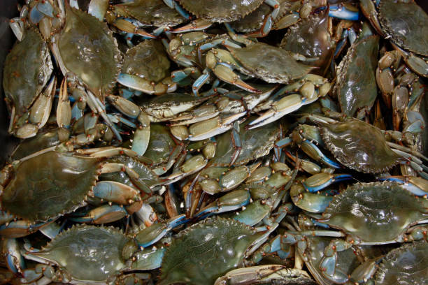 свежий улов мэриленд синий крабы - maryland blue crab стоковые фото и изображения