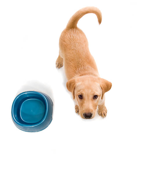 puppy looks up waiting by water dish