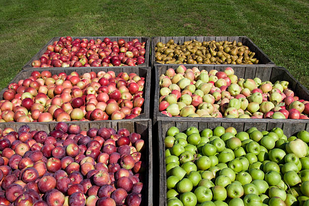 신선한 picked 사과들 - rome beauty 뉴스 사진 이미지