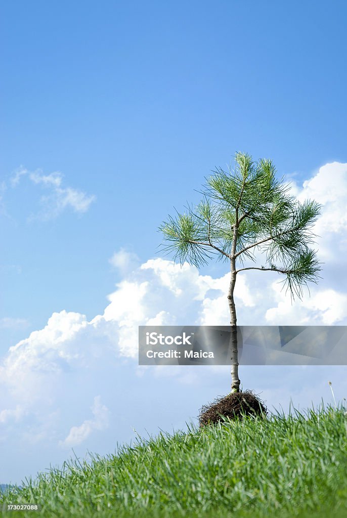 Pour être planté d'arbres - Photo de Abstrait libre de droits