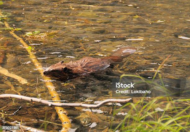 Beaver Stockfoto und mehr Bilder von Aktivitäten und Sport - Aktivitäten und Sport, Alaska - US-Bundesstaat, Auf dem Wasser treiben