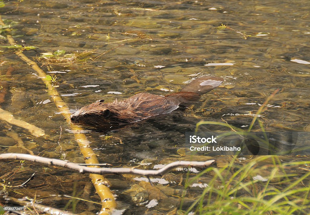 Beaver - Foto de stock de Alasca - Estado dos EUA royalty-free
