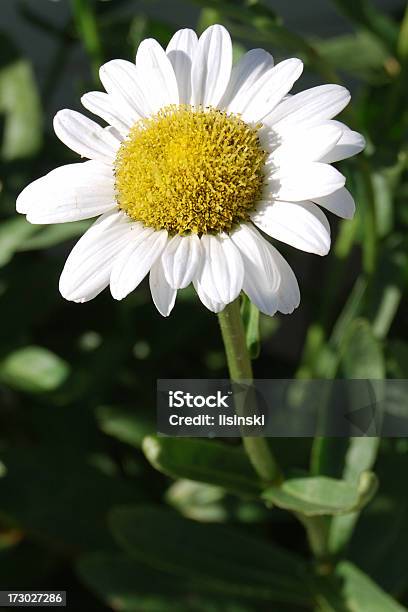 Camomila Closeup - Fotografias de stock e mais imagens de Agricultura - Agricultura, Amarelo, Ao Ar Livre