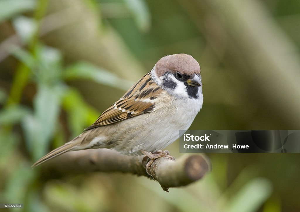 ツリーゴールィ（Passer montanus ) - イギリスのロイヤリティフリーストックフォト