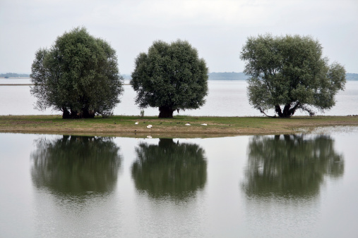 A view over a part of Lac du Der in the region of Marne in France.A small island is a perfect resting place for a lot of swans and other birds.The water surface looks like a mirror.