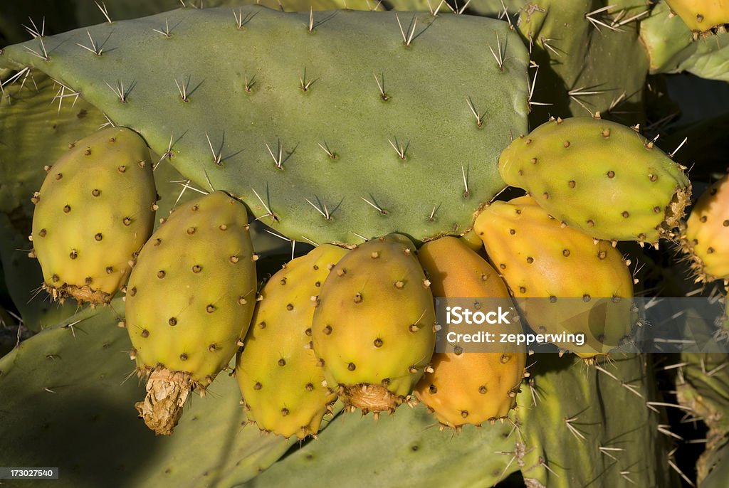 Frutto di Cactus - Foto stock royalty-free di Cactus