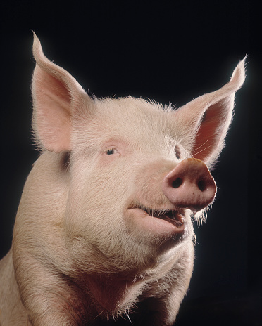 Portrait of a cheeky pig looking at the camera with a black background