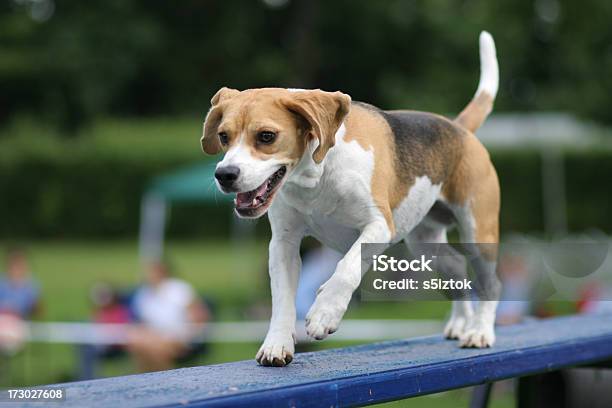 Correr Beagle Foto de stock y más banco de imágenes de Actividad - Actividad, Agilidad, Agilidad canina