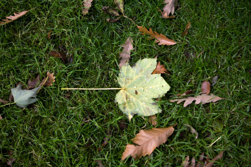 Fallen leaves begin to line the ground as Autumn approaches