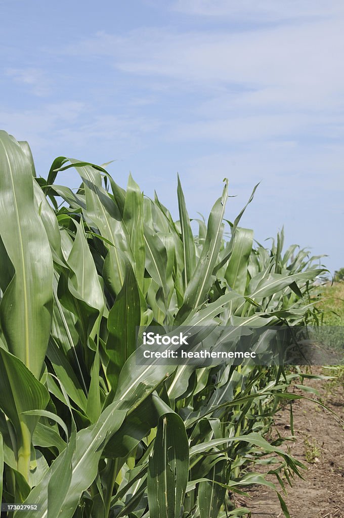 Iowa campo di mais - Foto stock royalty-free di Agricoltura