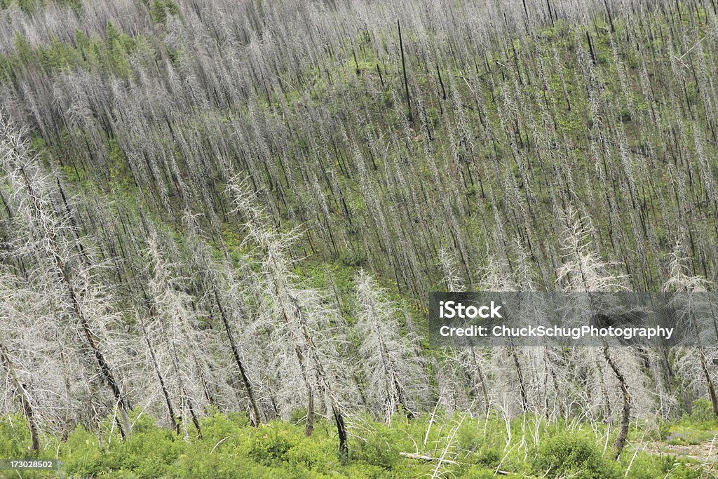 Wildfire Reboisement forêt écosystème de la vallée de - Photo de Arbre libre de droits