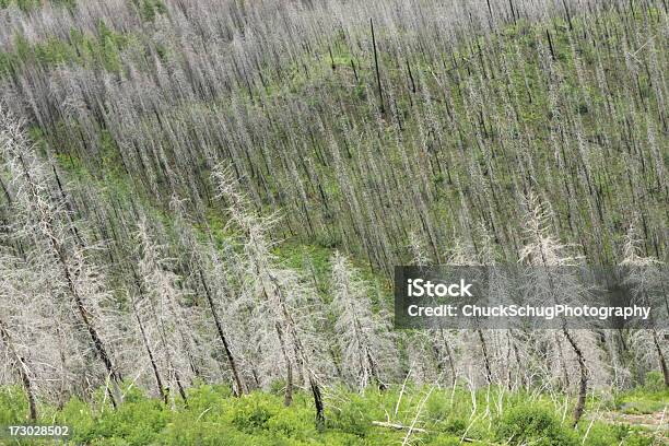 Photo libre de droit de Wildfire Reboisement Forêt Écosystème De La Vallée De banque d'images et plus d'images libres de droit de Arbre