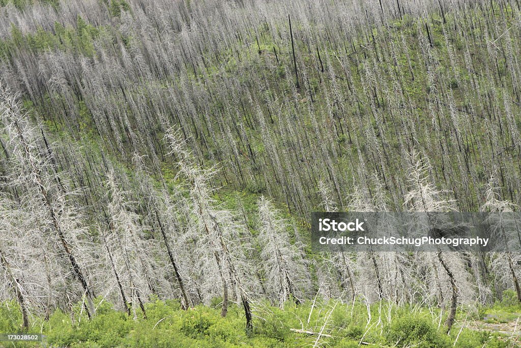 で発生した野火の森林再生 Forest Valley 生態系 - アメリカグレイシャー国立公園のロイヤリティフリーストックフォト