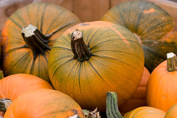 istock Ripe organic Pumpkins 173028615