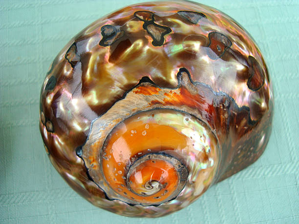 istock Sea Shell Mother Of Pearl 173028663