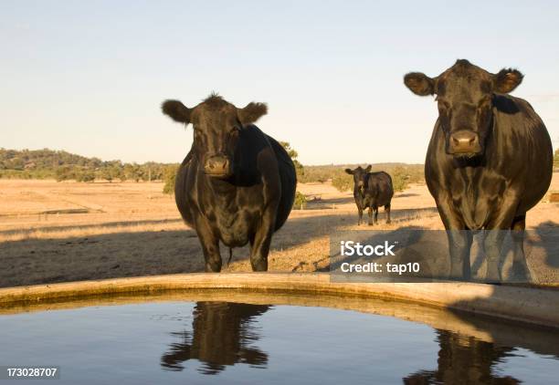 Estação De Gado - Fotografias de stock e mais imagens de Austrália - Austrália, Vaca, Gado - Mamífero ungulado