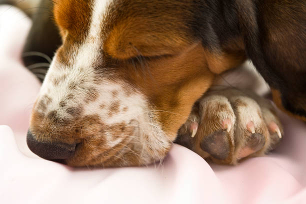 Portrait Of Basset Hound Dog Sitting On Footpath In Park
