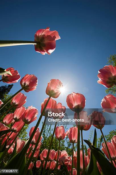 Tulipano - Fotografie stock e altre immagini di Accanto - Accanto, Albero, Aperto