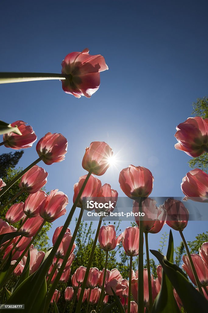 Tulipa - Foto de stock de Abaixo royalty-free