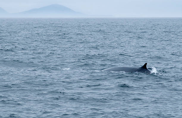 istock finback whale, coastal Maine, USA 173028799