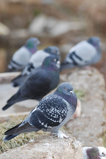 istock birds series pigeon 173028950