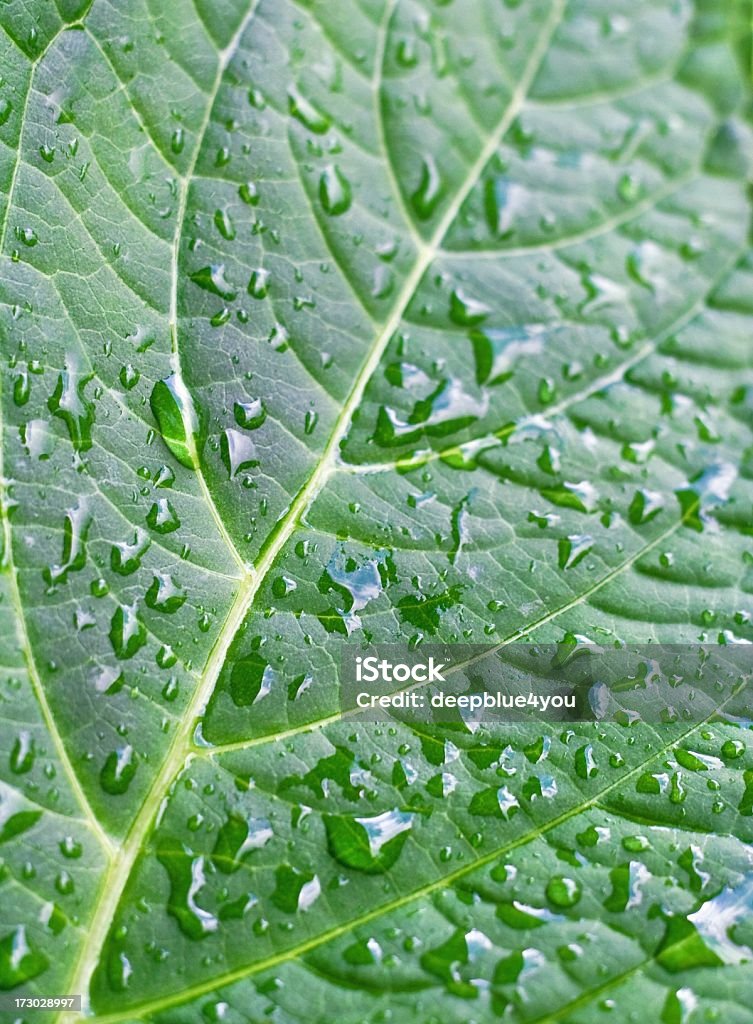 Leaf nach Regen in der Sonne - Lizenzfrei Anstrengung Stock-Foto