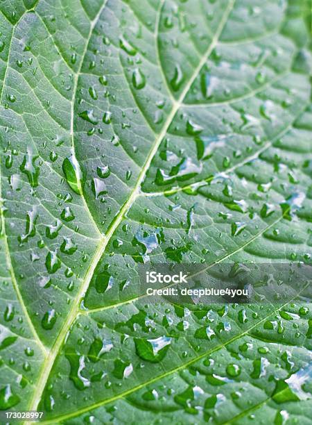 Leaf Nach Regen In Der Sonne Stockfoto und mehr Bilder von Anstrengung - Anstrengung, Blatt - Pflanzenbestandteile, Blattepidermis