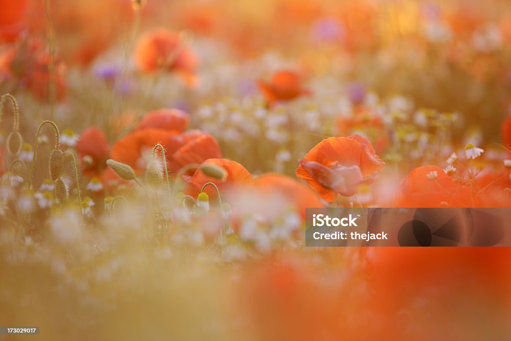 Poppy Field (contra luz solar com sino são - Foto de stock de Ajardinado royalty-free