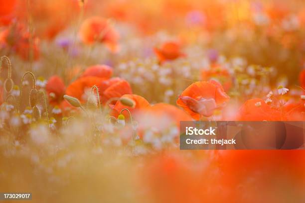 Foto de Poppy Field Contra Luz Solar Com Sino São e mais fotos de stock de Ajardinado - Ajardinado, Beleza, Beleza natural - Natureza