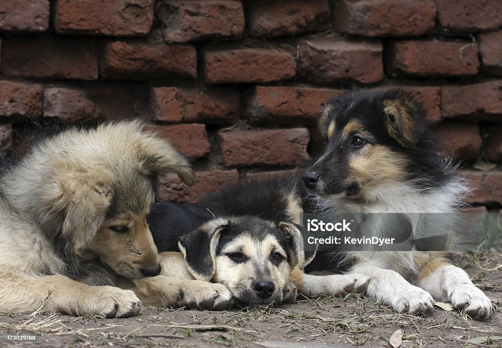 Razza mista fritta - Foto stock royalty-free di Animale