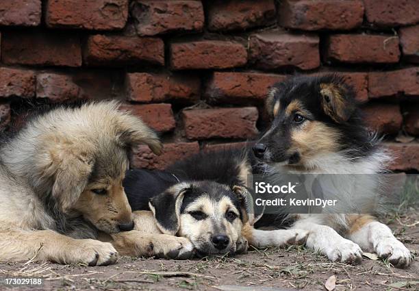 Razza Mista Fritta - Fotografie stock e altre immagini di Animale - Animale, Animale da compagnia, Cagnolino