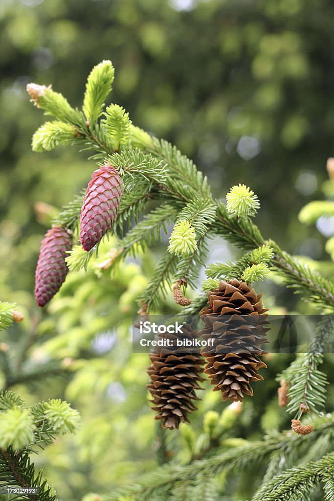 fir branch - Lizenzfrei Abstrakt Stock-Foto