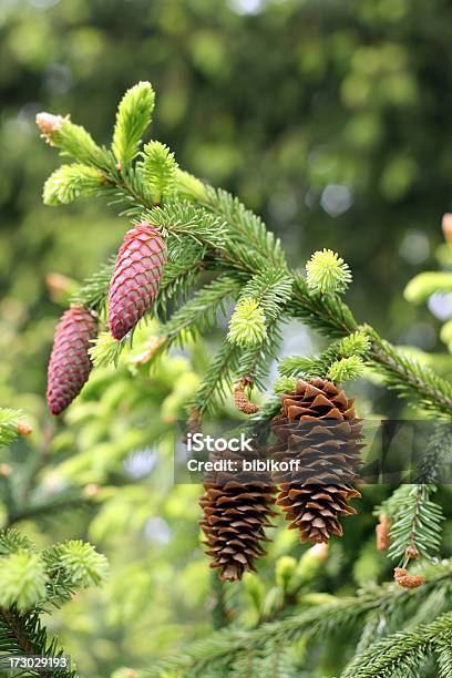 Fir Branch Stockfoto und mehr Bilder von Abstrakt - Abstrakt, Alt, Ast - Pflanzenbestandteil