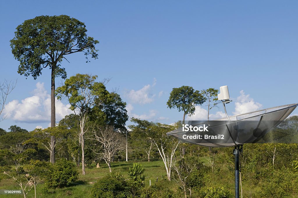 アマゾン接続 - クリの木のロイヤリティフリーストックフォト