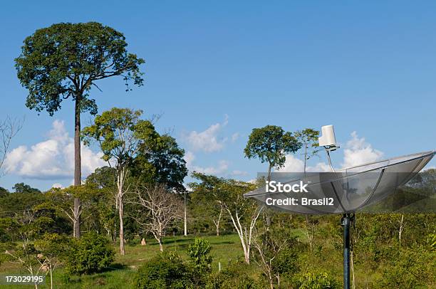 アマゾン接続 - クリの木のストックフォトや画像を多数ご用意 - クリの木, ブラジル, アンテナ