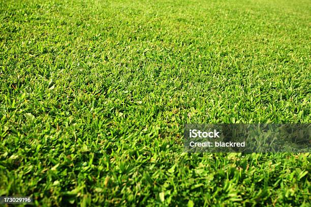 Photo libre de droit de Herbeux banque d'images et plus d'images libres de droit de Botanique - Botanique, Champ, Couleur verte