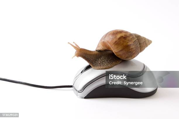 Caracol Olhando Para Fora Do Rato - Fotografias de stock e mais imagens de Animal - Animal, Branco, Caracol - Gastrópode