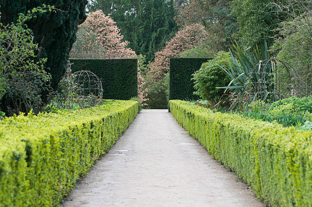 english garden formal garden in england privet stock pictures, royalty-free photos & images