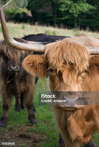 Ganado De Escocia Foto de stock y más banco de imágenes de Agricultura - Agricultura, Aire libre, Animal