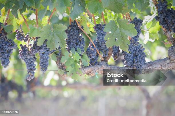 Uvas En El Viñedo Foto de stock y más banco de imágenes de Uva Zinfandel - Uva Zinfandel, Aire libre, Color - Tipo de imagen