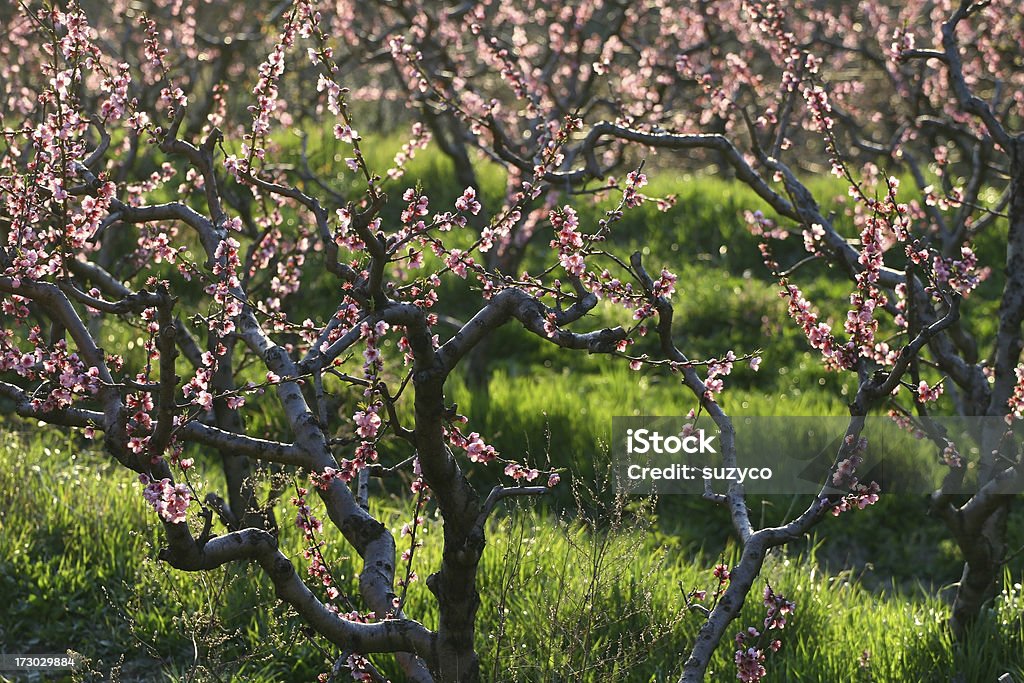 peaches in primavera - Foto stock royalty-free di Albero