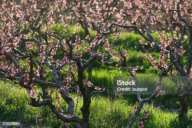Peaches In Primavera - Fotografie stock e altre immagini di Albero - Albero, Albero da frutto, Bocciolo