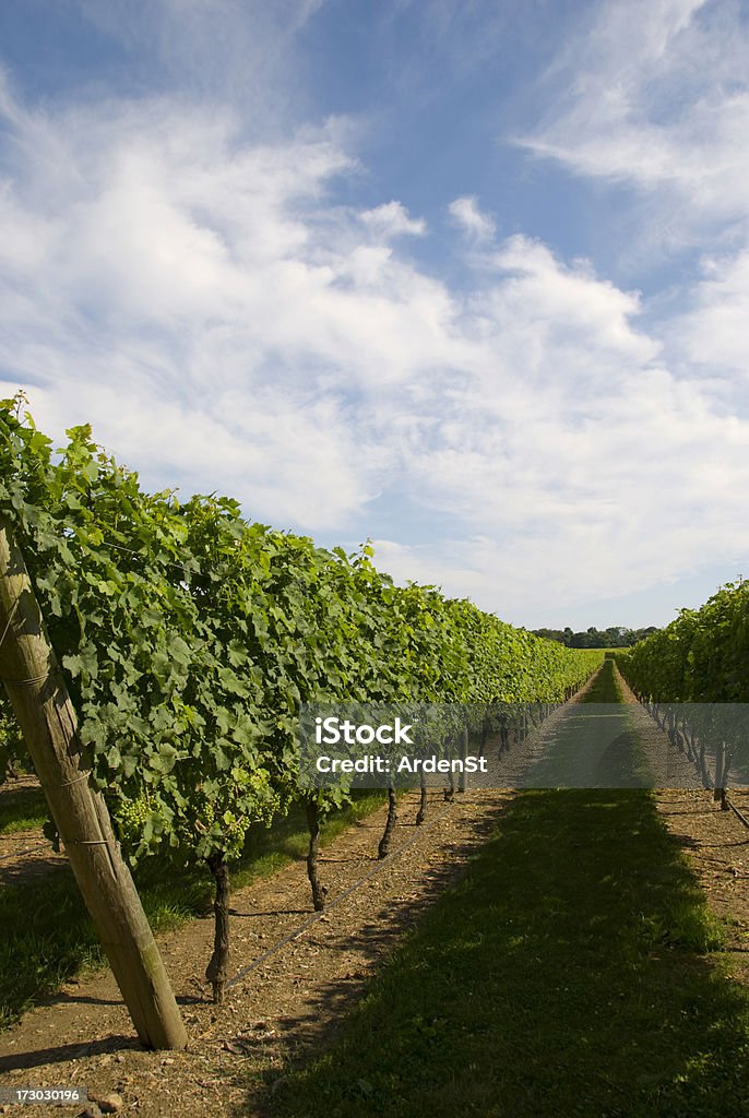 Viñedo en Newport, RI - Foto de stock de Viña libre de derechos